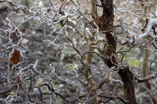 Frost covering twisted hazel.