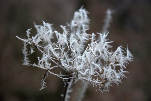 Hoarfrost causing beautiful patterns in minature.