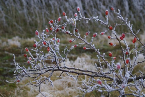 k800frost14 k800frost14