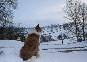 dog-in-winter dog-in-winter