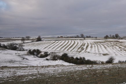 Stripey Field