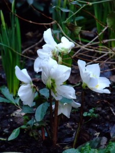 christmas-roses christmas-roses