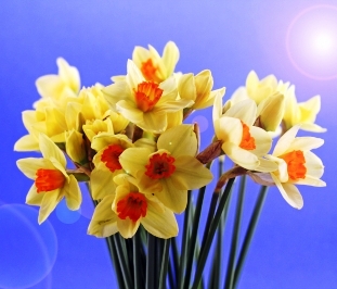 daffodils
