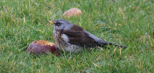 fieldfare500