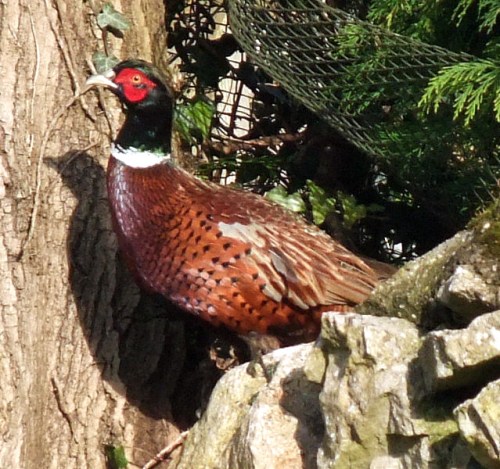 pheasant