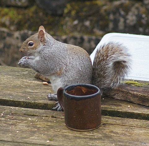 squirrel-2