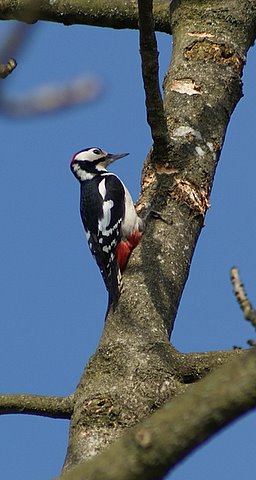 woodpecker
