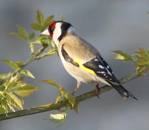 gold-finch-2