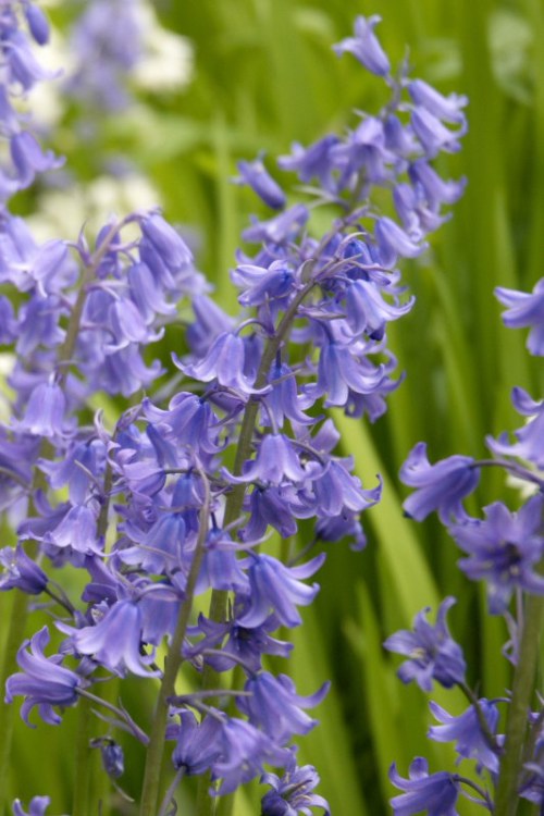 DSC_8647 - Phase One Capture 4 Adjusted_533x800 DSC_8647 - Phase One Capture 4 Adjusted_533x800