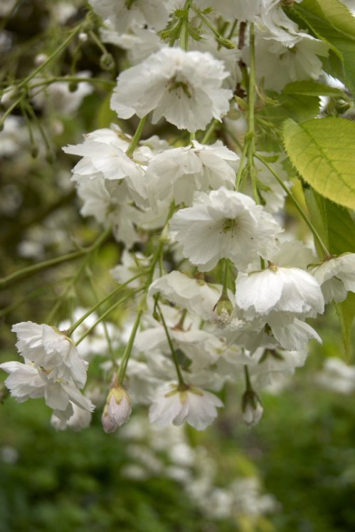 DSC_8678 - Phase One Capture 4 Adjusted_535x800 DSC_8678 - Phase One Capture 4 Adjusted_535x800