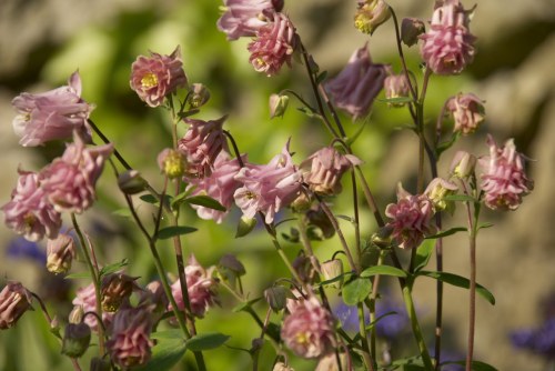 DSC_8949 - Phase One Capture 4 Adjusted_1195x800 DSC_8949 - Phase One Capture 4 Adjusted_1195x800