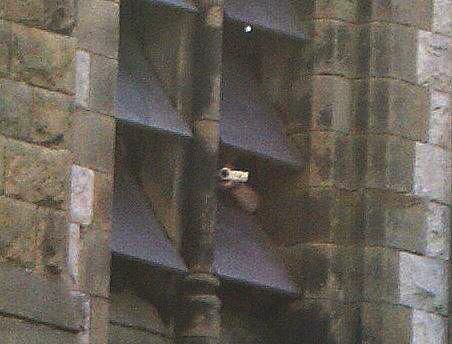 bird's eye close up bird's eye close up