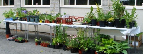 plant stall