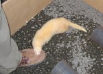 ferret 1