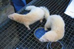 ferret 2