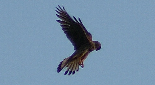 kestral kestral