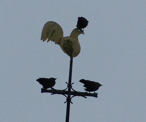 four birds four birds