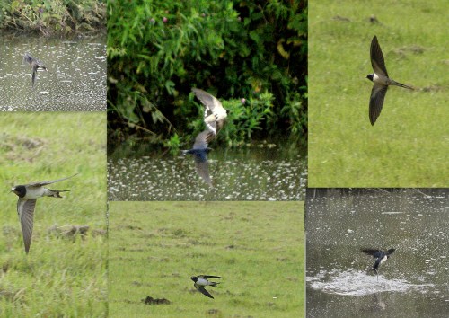 swallows4