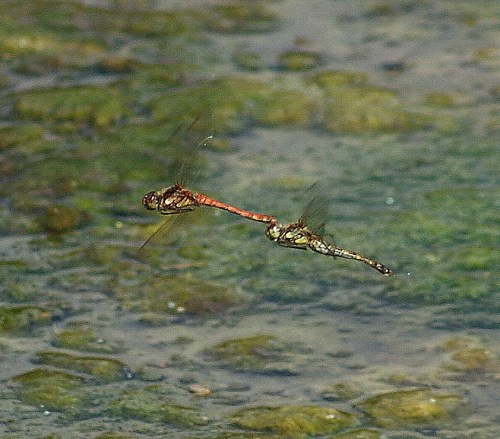 two dragonflies two dragonflies