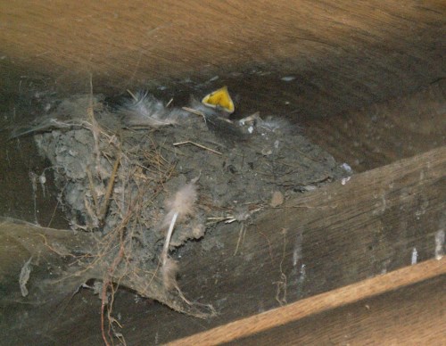 Waiting for breakfast