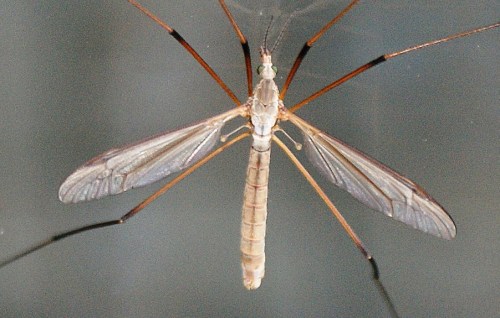 crane fly