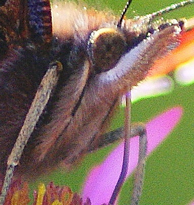 feeding butterfly 2