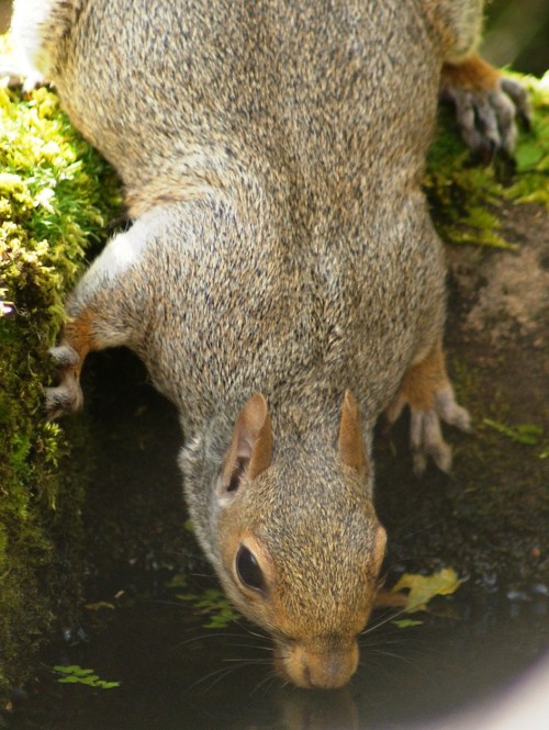 DSC02692 drinking squirrel