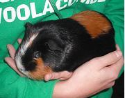 Guinea Pig
