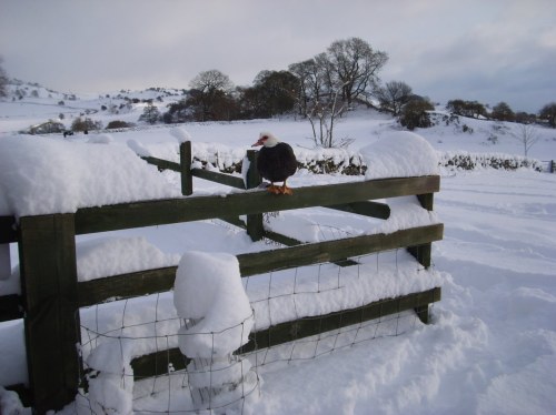 Ballidon 001_1067x800