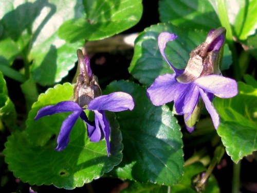 violets