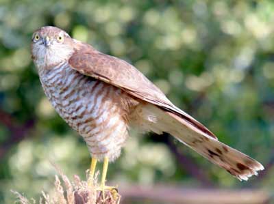 sparrowhawk1