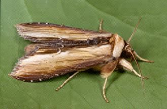 Mullein Moth