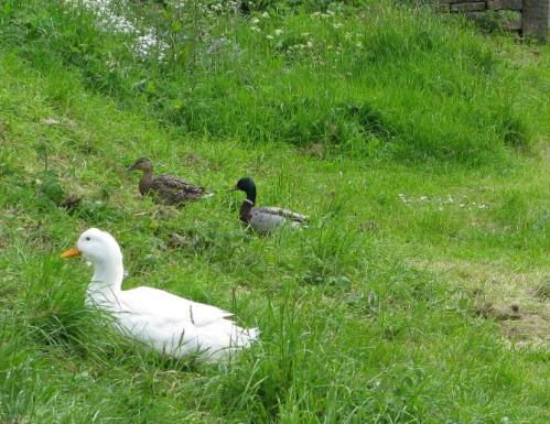 Tissington Well Dressing Thursday 007