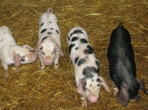 Well Dressings 2011 2