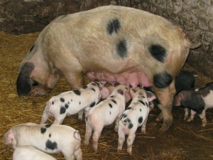 Well Dressings 2011 3