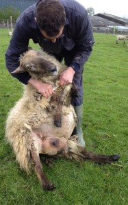 Shearing