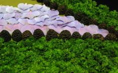 Well Dressings Day 2 015