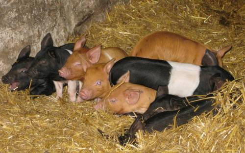 Well Dressings Day 2 053