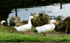 Well Dressings on Display 048