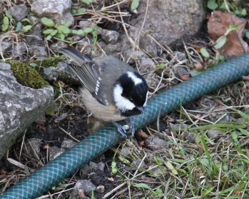 A young coal tit eating a sun flower seed _600x482