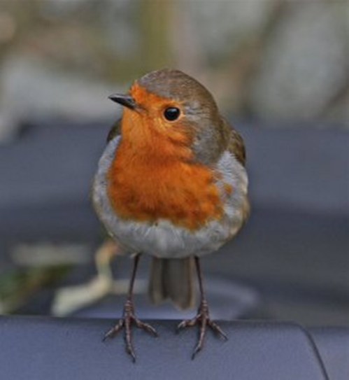 IMG_2604_279x303_558x606