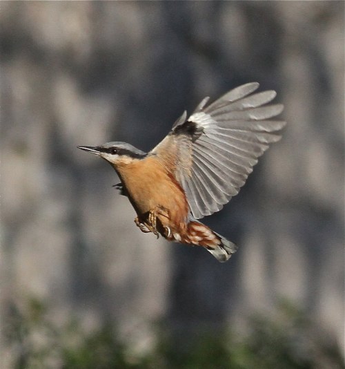 nuthatch img 0197 copy_748x800