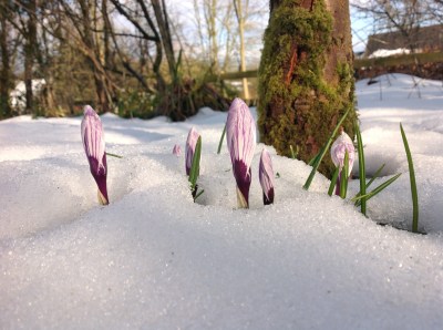 crocuses