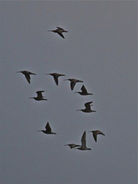curlews