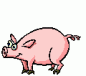 pig
