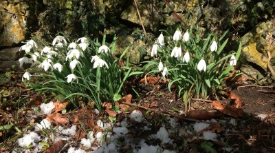 snow drops