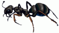 ant