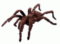 tarantula