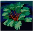 rhubarb