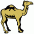 camel
